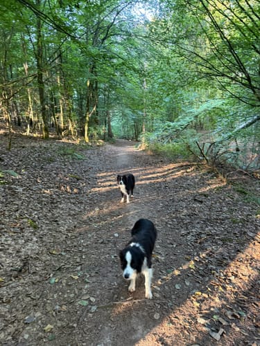 Wurzelweglauf TG Konz (10km)