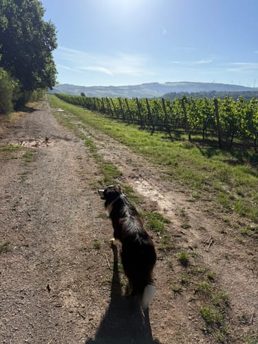 Wurzelweglauf TG Konz (10km)
