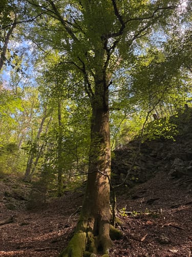 Der Wald von Haus Ternell [CLOSED]