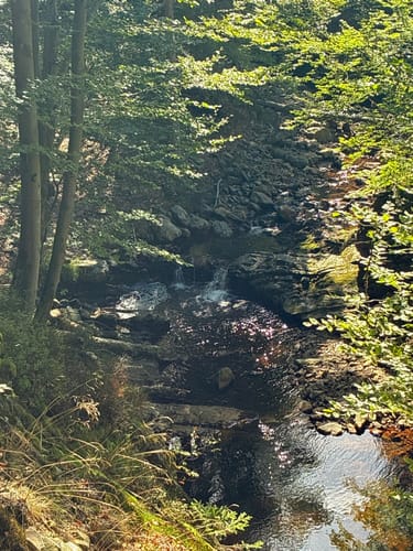 Der Wald von Haus Ternell [CLOSED]