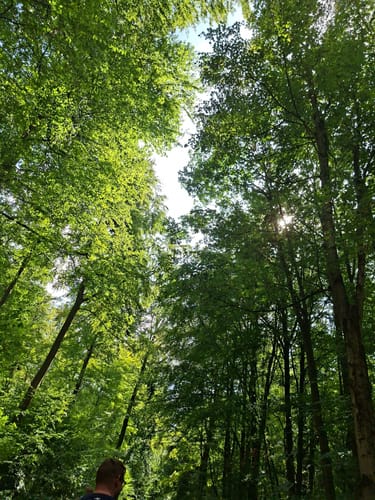 Rundwanderweg Groß-Bieberau Heidekopf 5: Tal-Weg