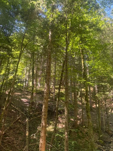 Vom Schliersee zum Tegernsee über die Gindelalm