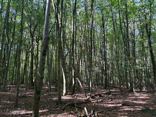 Neanderlandsteig Entdeckerschleife Haaner Innenstadtroute