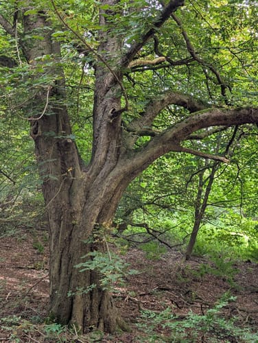 A2 (Dalheim)