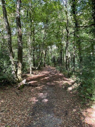 Auf Pfaden durch das Wambachtal