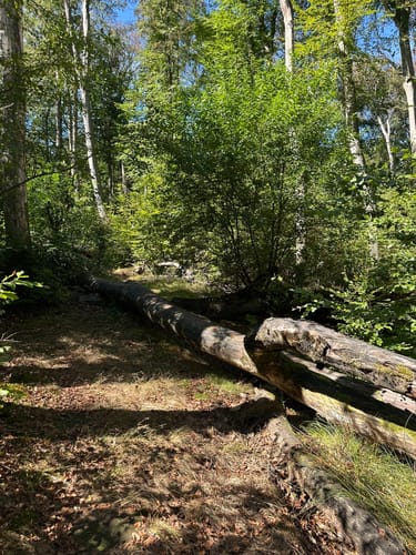 Auf Pfaden durch das Wambachtal