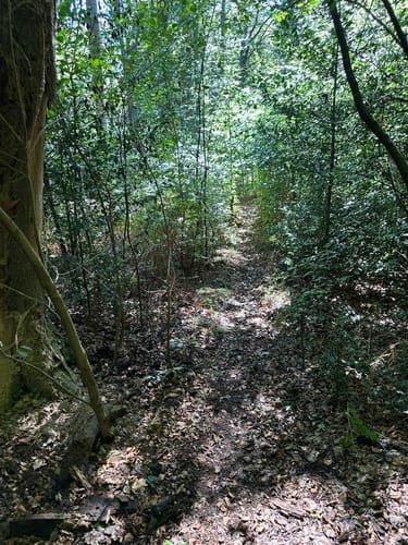 Auf Pfaden durch das Wambachtal
