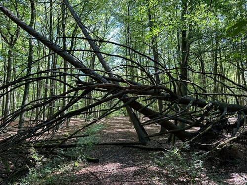 Auf Pfaden durch das Wambachtal