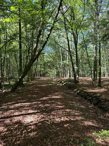 Auf Pfaden durch das Wambachtal