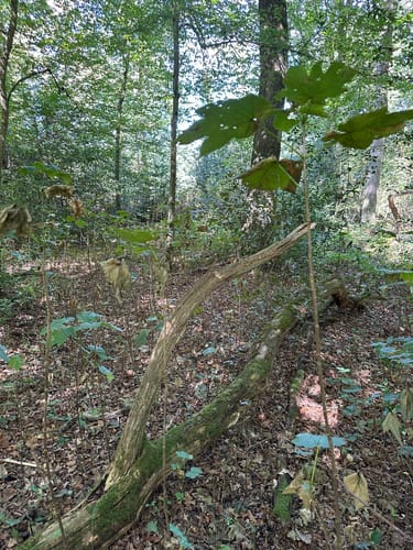 Auf Pfaden durch das Wambachtal