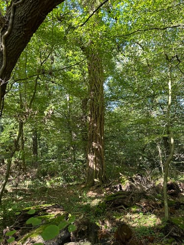 Auf Pfaden durch das Wambachtal