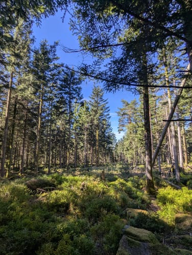 Großes Loch - Teufelsmühle - Vogelwiesen ab Rißwasen