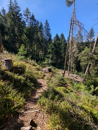 Großes Loch - Teufelsmühle - Vogelwiesen ab Rißwasen