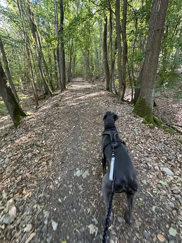 Assmannhausen und Niederwalddenkmal Rundweg