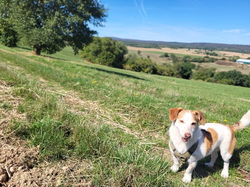 Premiumwanderweg: Vitaltour "Um die Wüstung"
