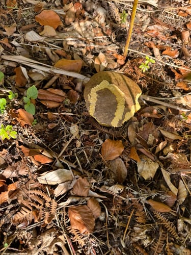 Aachener Wald (GrenzRoute Nr. 5)
