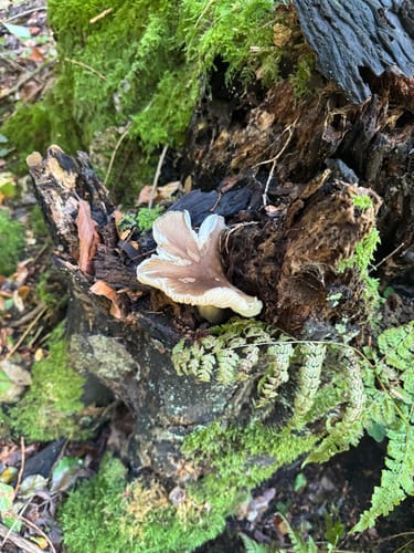 Aachener Wald (GrenzRoute Nr. 5)