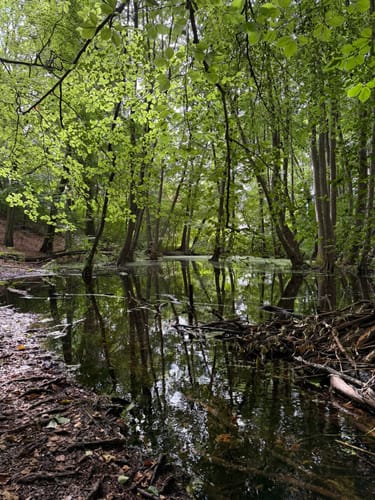 Von Borgsdorf nach Birkenwerder durchs Briesetal