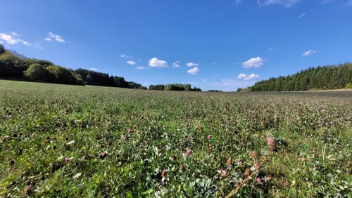 Gerolsteiner Felsenpfad (Vulkaneifel-Pfade)