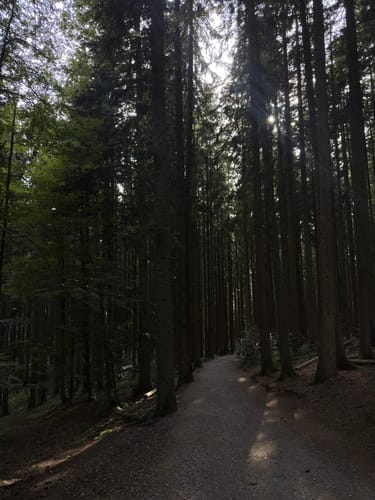 Von Tegernsee zum Berggasthof Neureuth über den Sommerweg