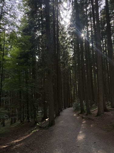 Von Tegernsee zum Berggasthof Neureuth über den Sommerweg