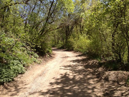 are dogs allowed off leash up mueller park canyon