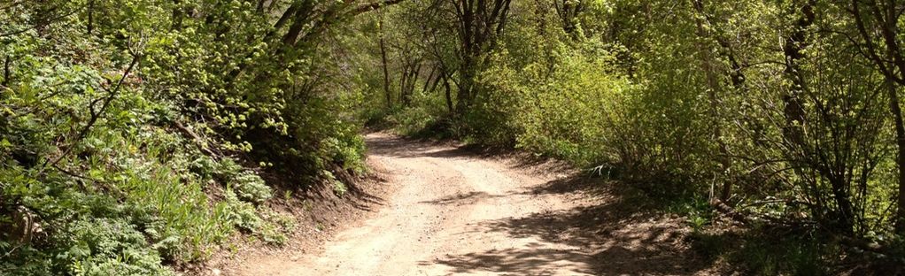 are dogs allowed off leash up mueller park canyon