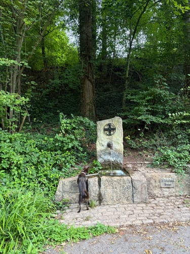 Wurzelweglauf TG Konz (10km)