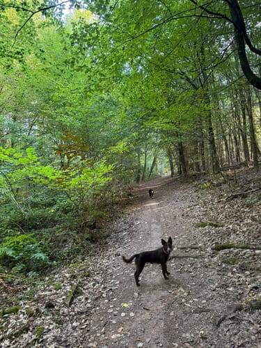 Wurzelweglauf TG Konz (10km)