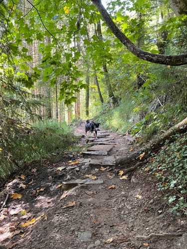 Wutachschlucht Rundweg [CLOSED]