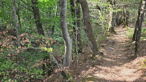 Ölmühlentour (Traumschleife)