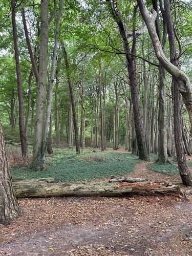 Märchenwald Rügen - Strand Rundweg