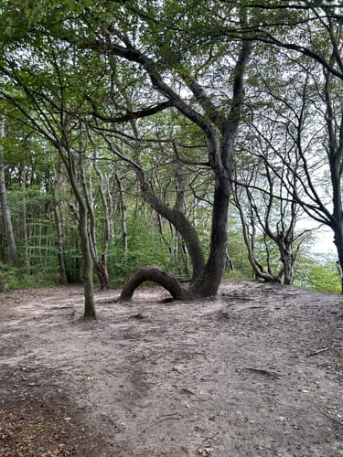 Märchenwald Rügen - Strand Rundweg