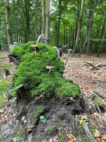 Märchenwald Rügen - Strand Rundweg