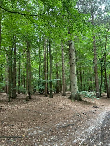 Märchenwald Rügen - Strand Rundweg
