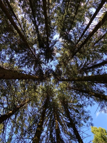 Durch den Wald ab Wahlerscheid