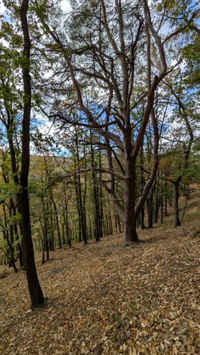 Über den Heimbacher Meuchelberg