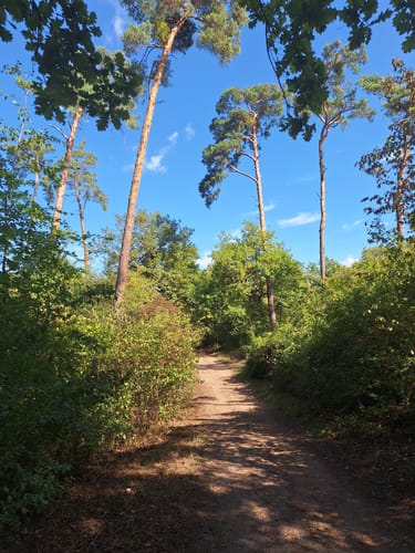 Zum Lennebergwald