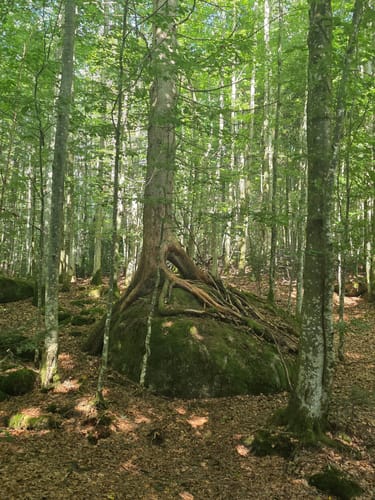 Urwaldtour rund um Zwieslerwaldhaus