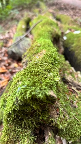 Zur Peterseiche