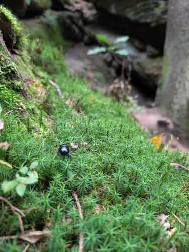 Teufelsgrund und Heringshöhle