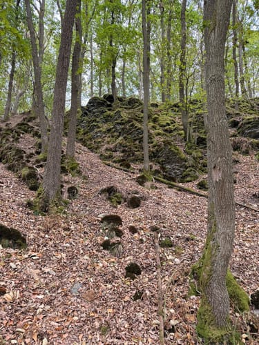 Bird Watching Runde: Von Vogelsang über die Urftseebrücke