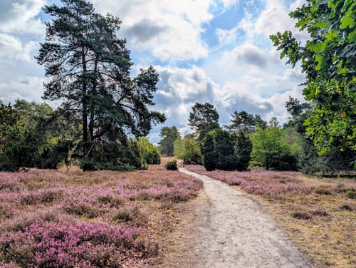 Misselhorner Heide
