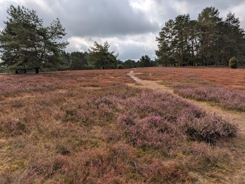 Misselhorner Heide