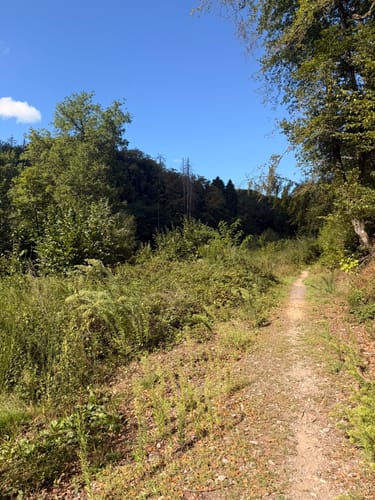 Schmetterling-Rundwanderweg Oberwürzbach