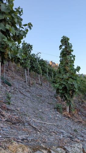Burg-Olymp-Tour an der Mosel in Bernkastel-Kues