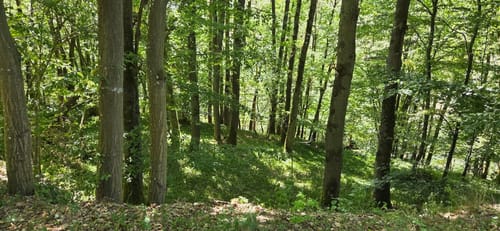 Bäche-Runde und Geierlay Hängebrücke
