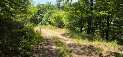 Bäche-Runde und Geierlay Hängebrücke