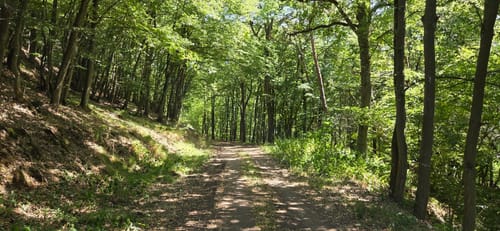 Bäche-Runde und Geierlay Hängebrücke