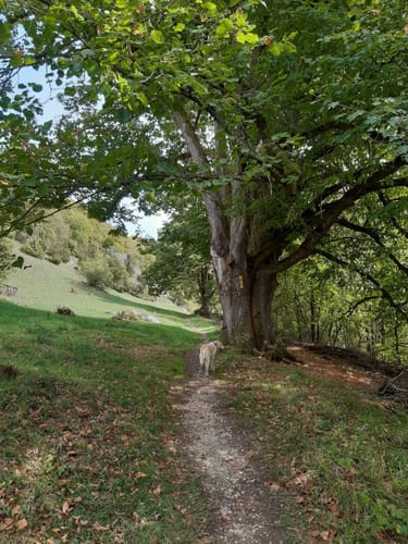 Von Dollnstein zum Burgstein